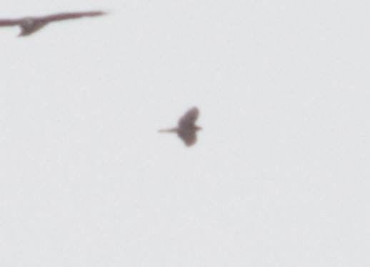 American Goshawk - ML640056892