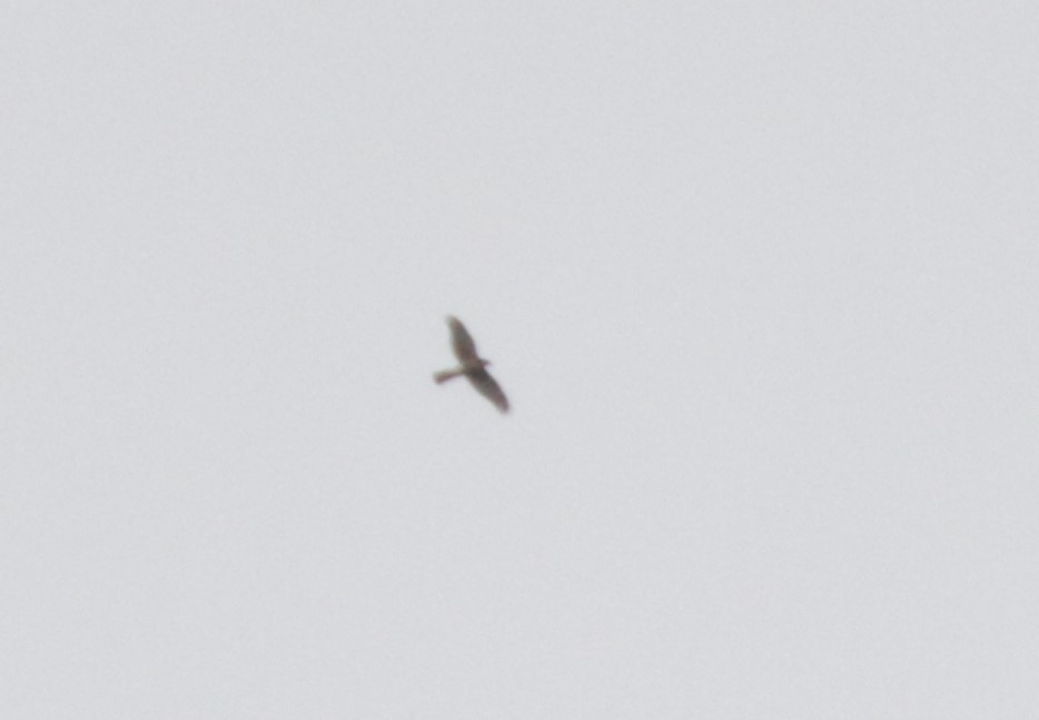 American Goshawk - ML640056893