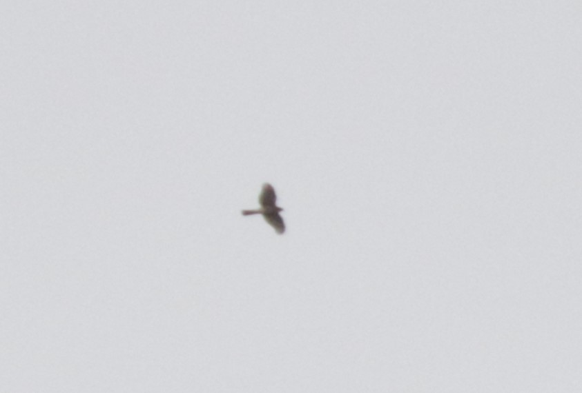 American Goshawk - ML640056894