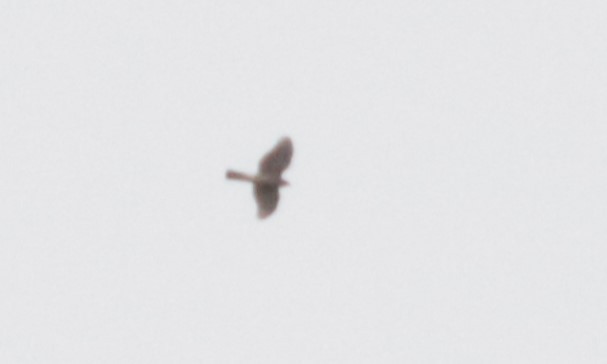 American Goshawk - ML640056895