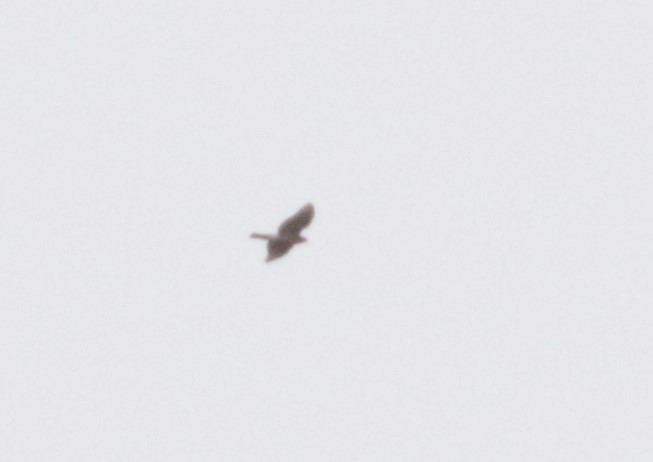 American Goshawk - ML640056896