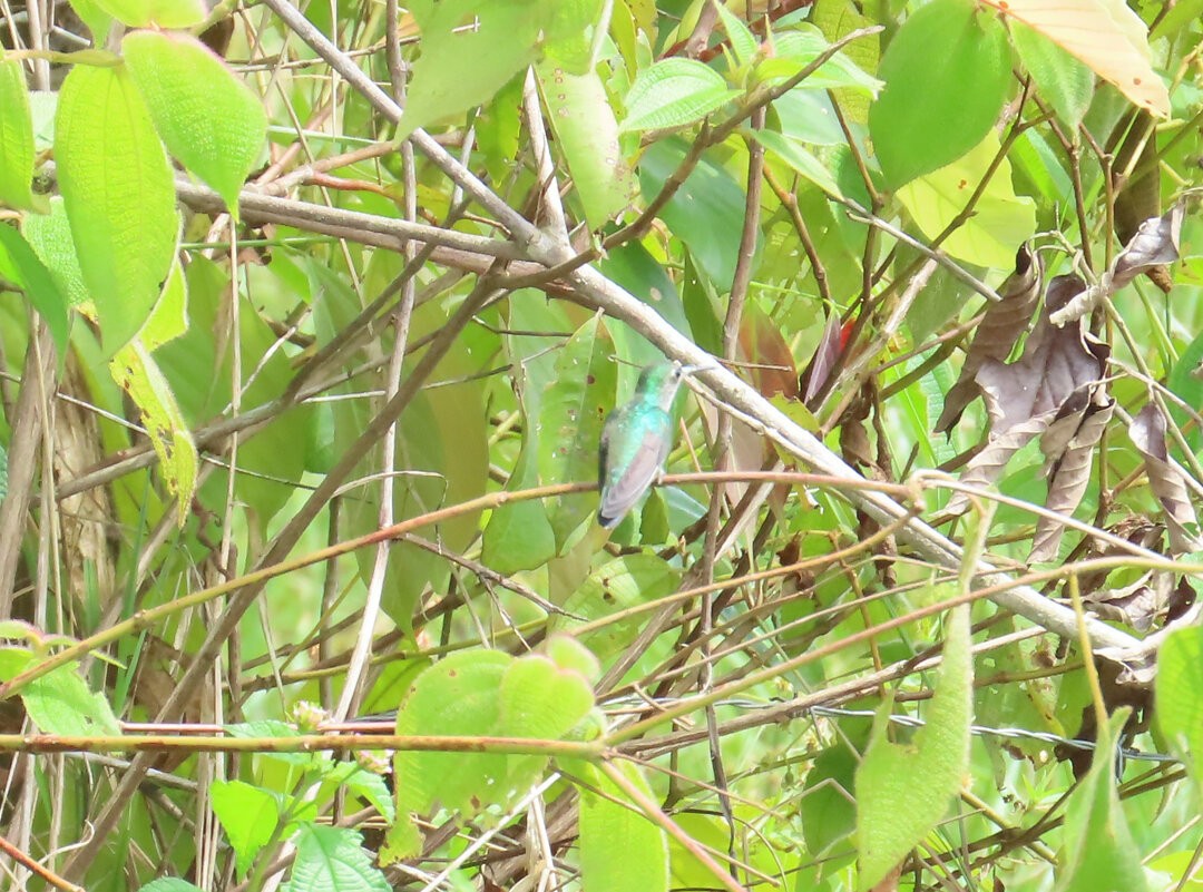 Gray-breasted Sabrewing (obscurus) - ML640056947