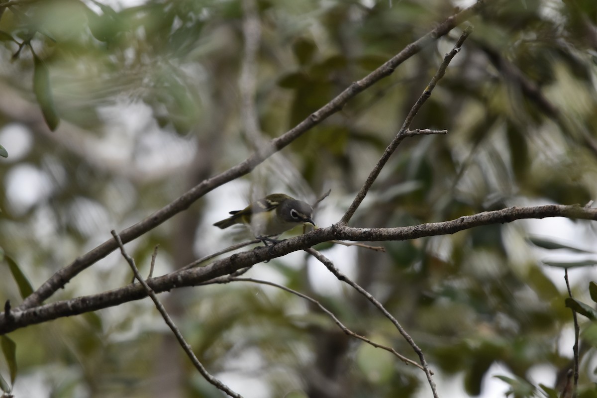 Blue-headed Vireo - ML640057036