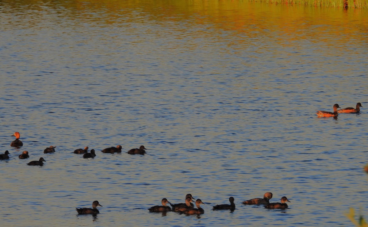 Greater/Lesser Scaup - ML640057037