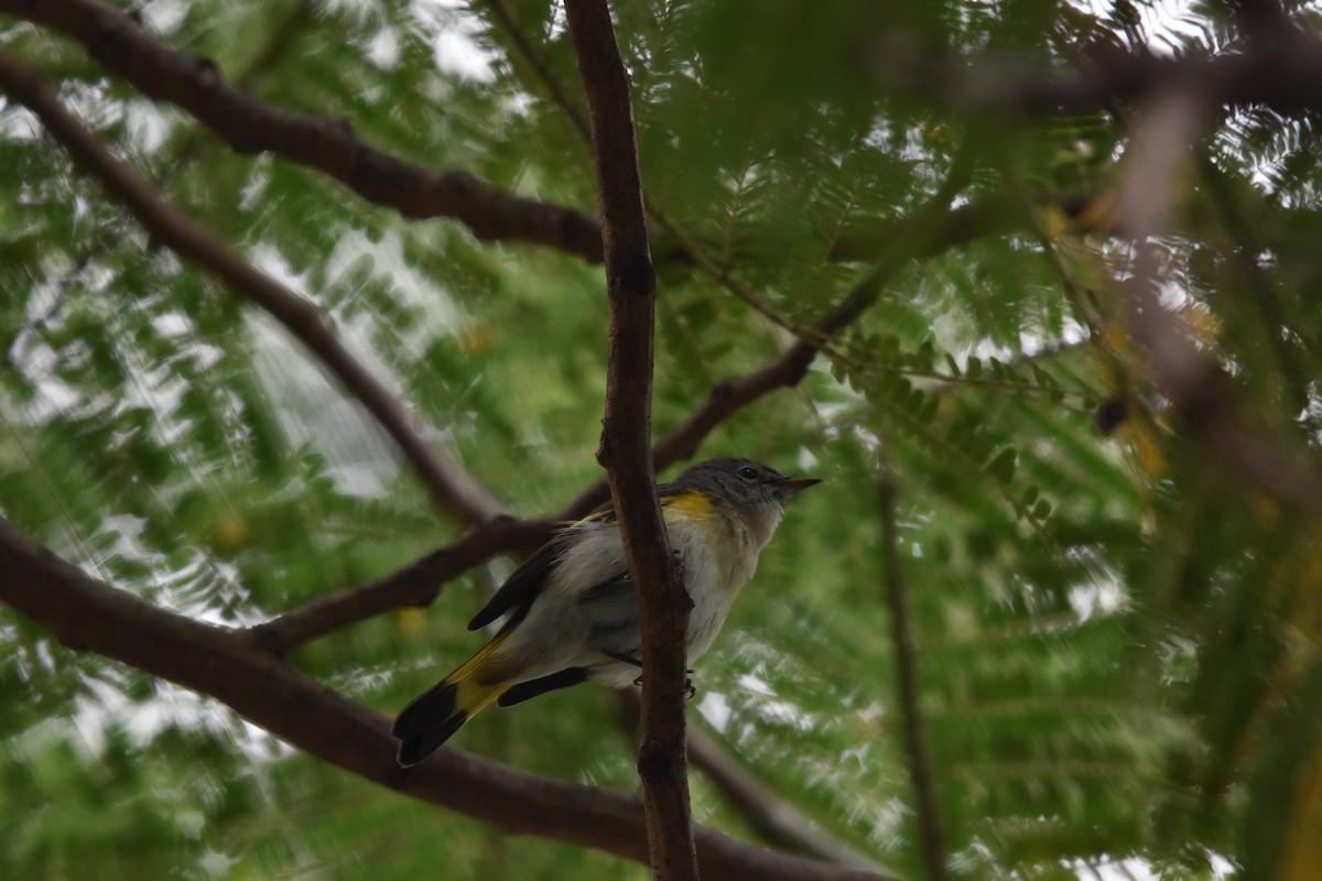 American Redstart - ML640057061