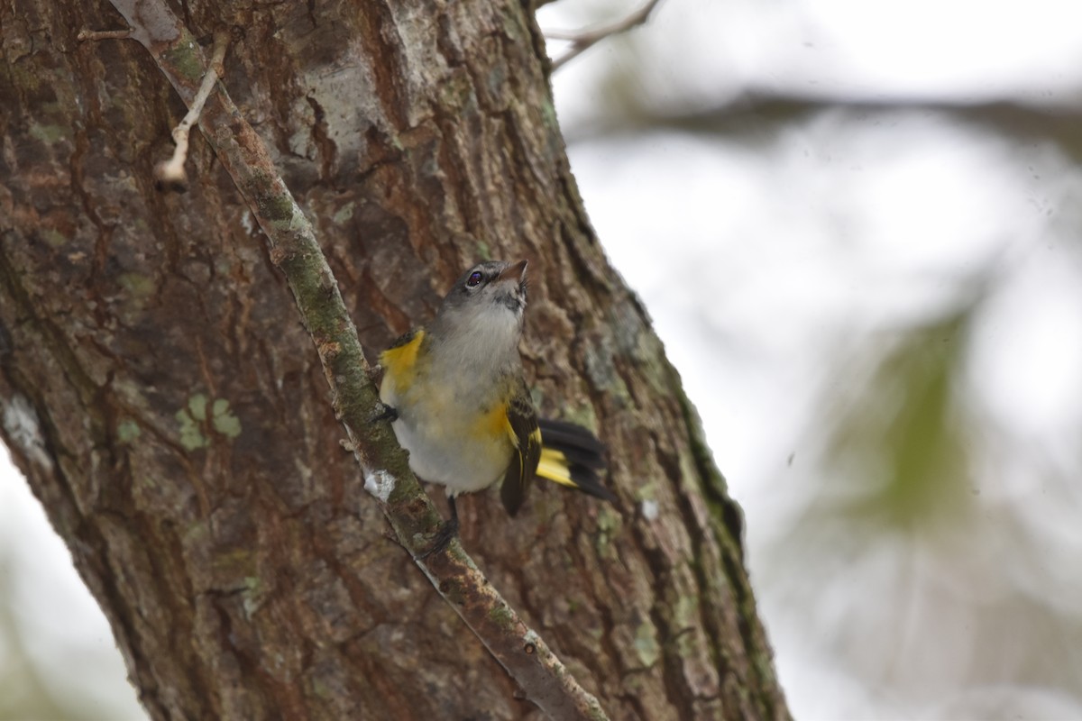 American Redstart - ML640057070