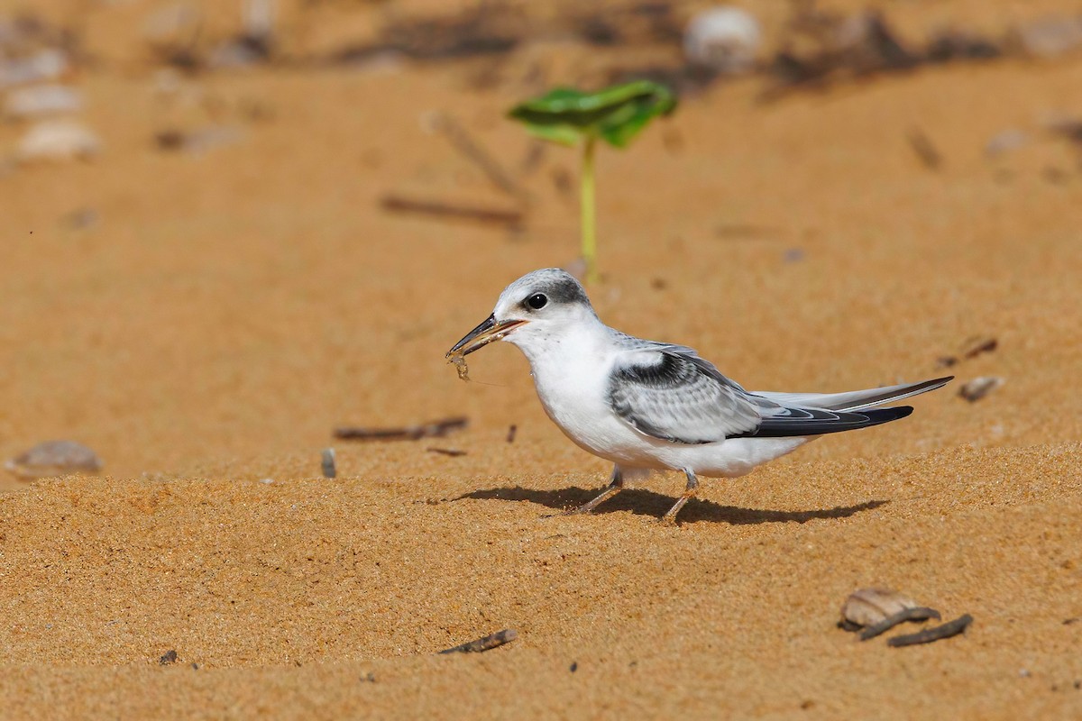 美洲小燕鷗 - ML640057111
