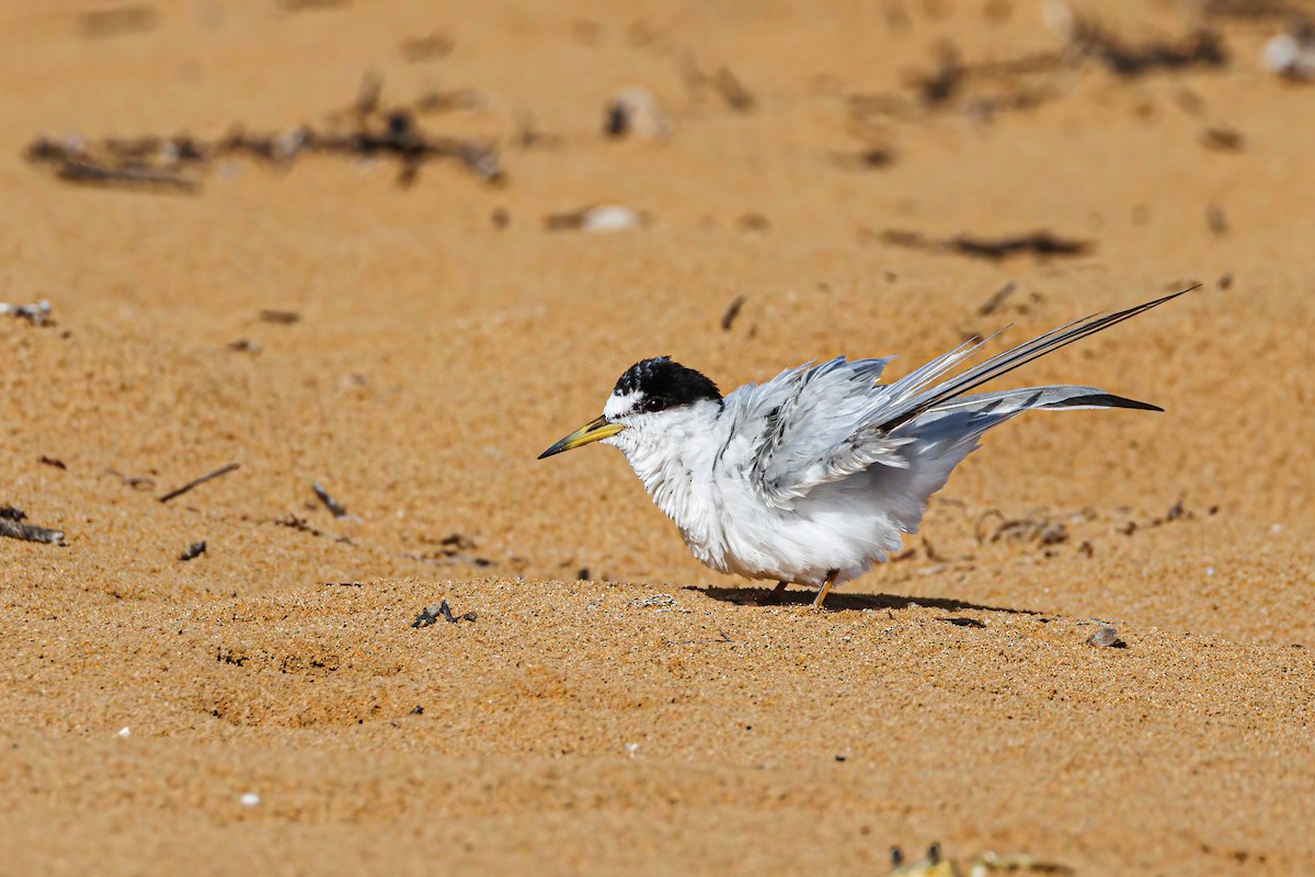 美洲小燕鷗 - ML640057112