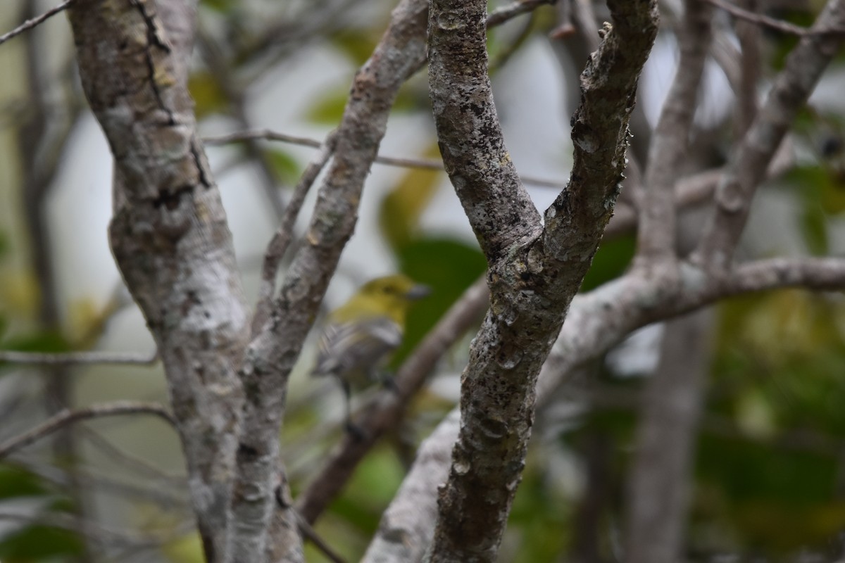 Yellow-throated Vireo - ML640057146