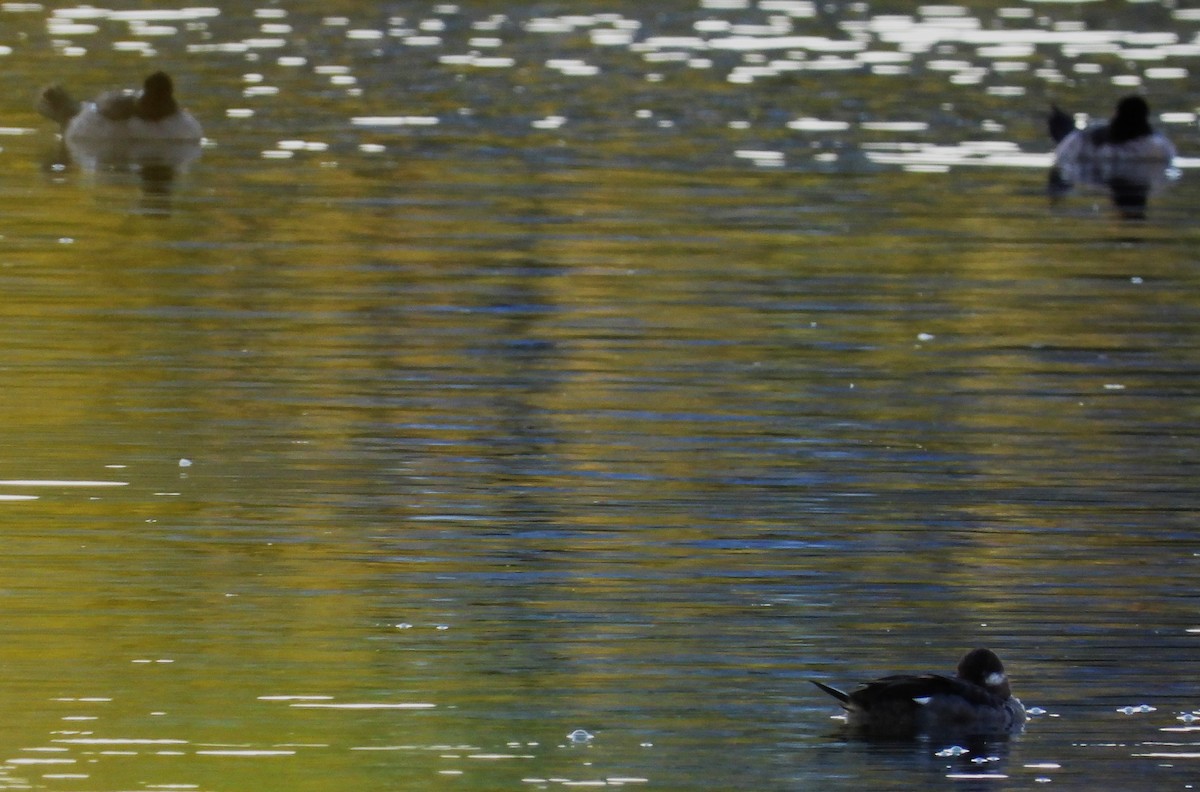 Bufflehead - ML640057148