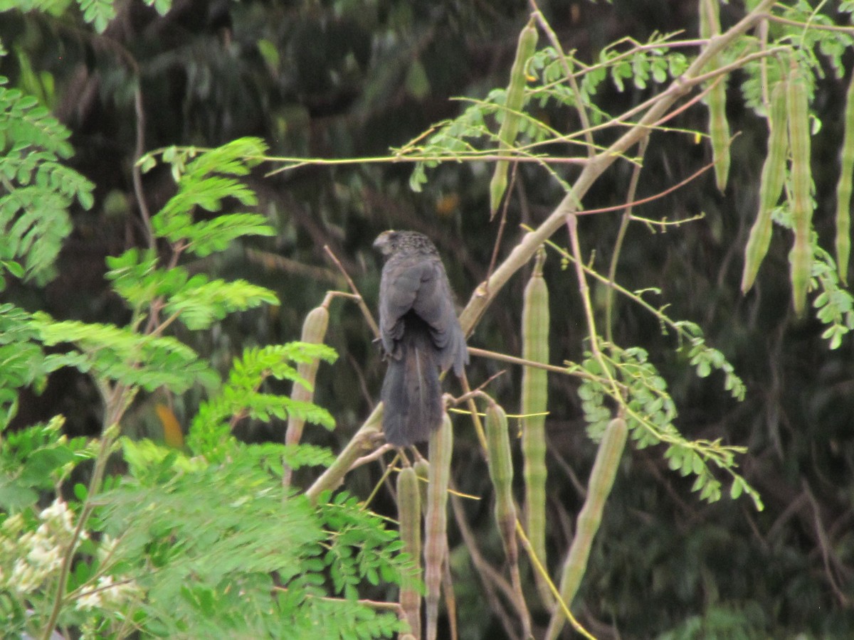 Smooth-billed Ani - ML640057208