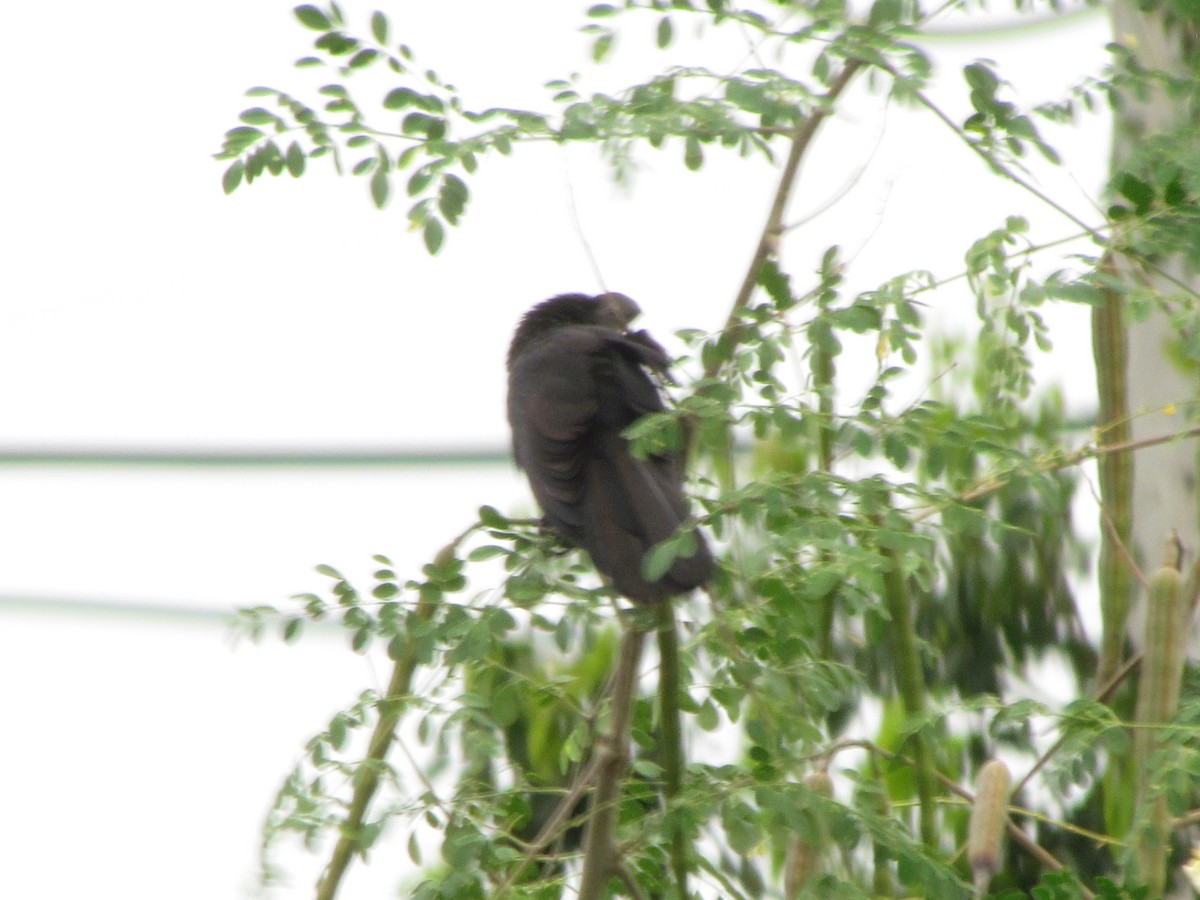 Smooth-billed Ani - ML640057210