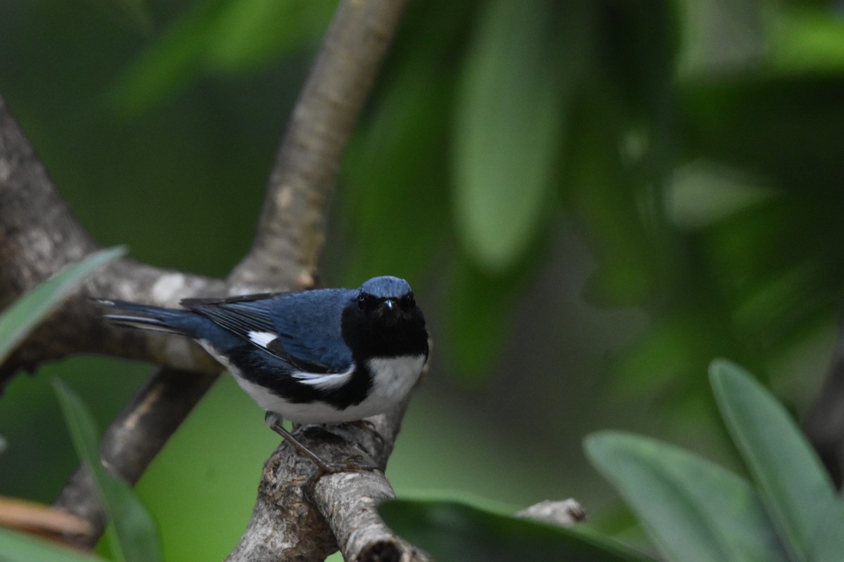 Black-throated Blue Warbler - ML640057233
