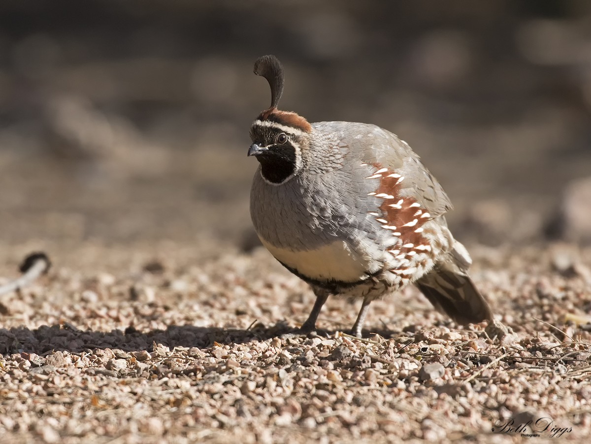 Gambel's Quail - ML640057237