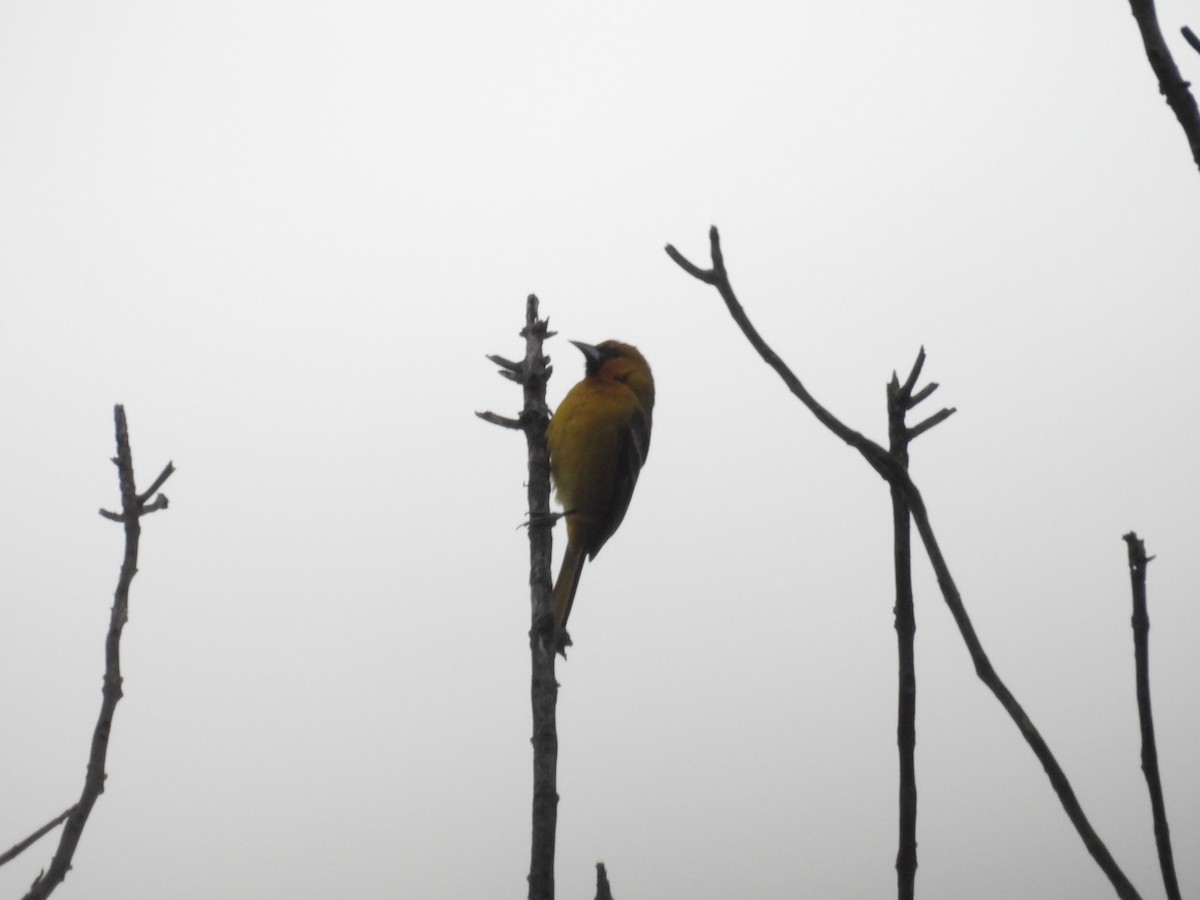 Streak-backed Oriole - ML640057259