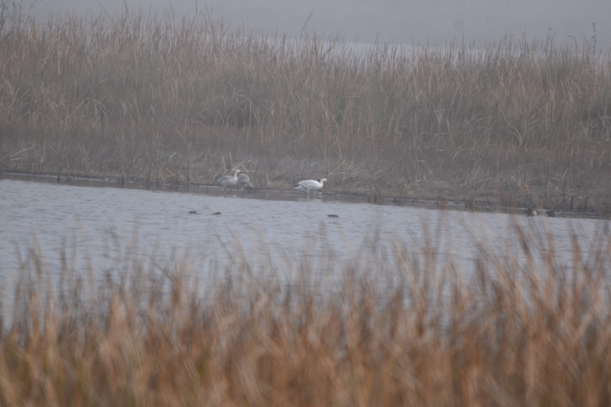 Snow Goose - ML640057267