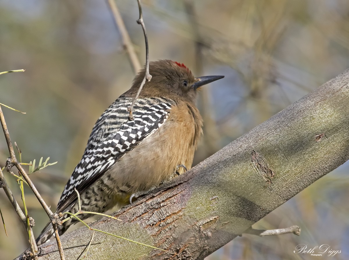 Gila Woodpecker - ML640057270