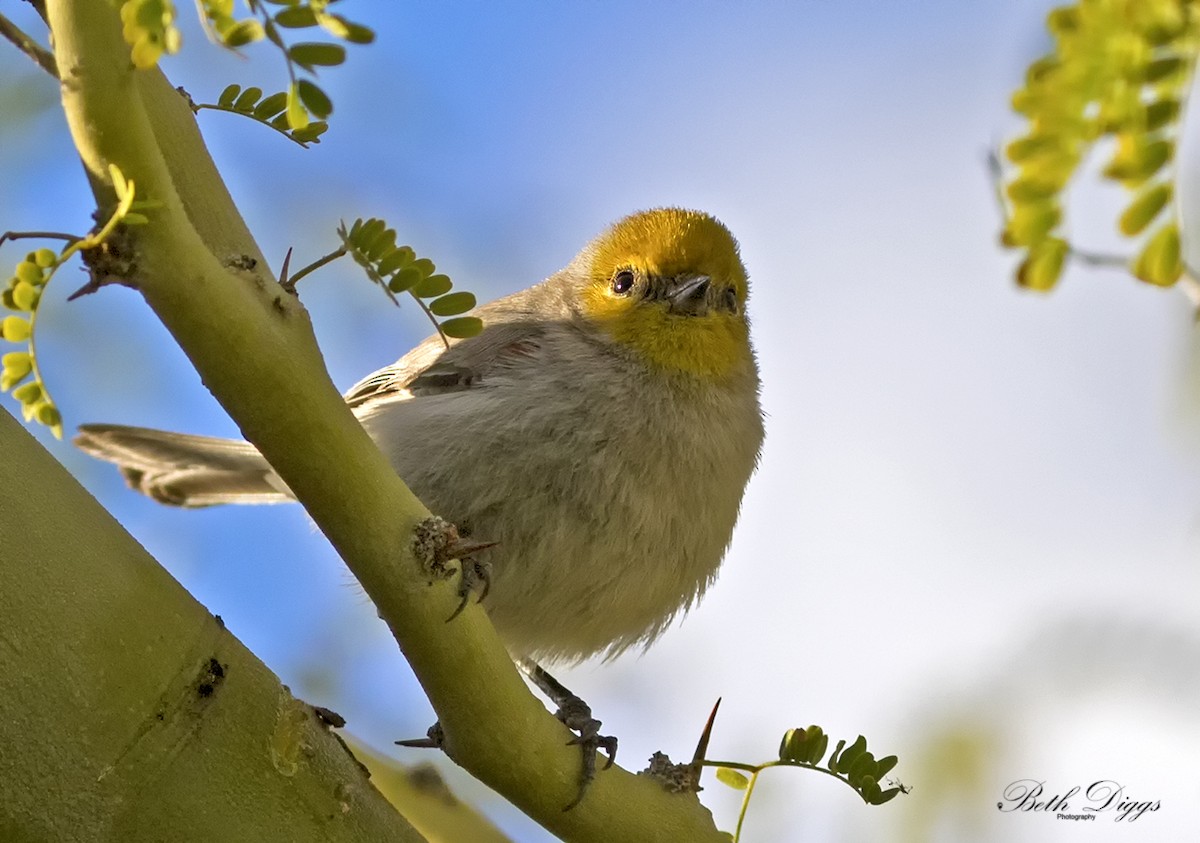 Verdin - ML640057281