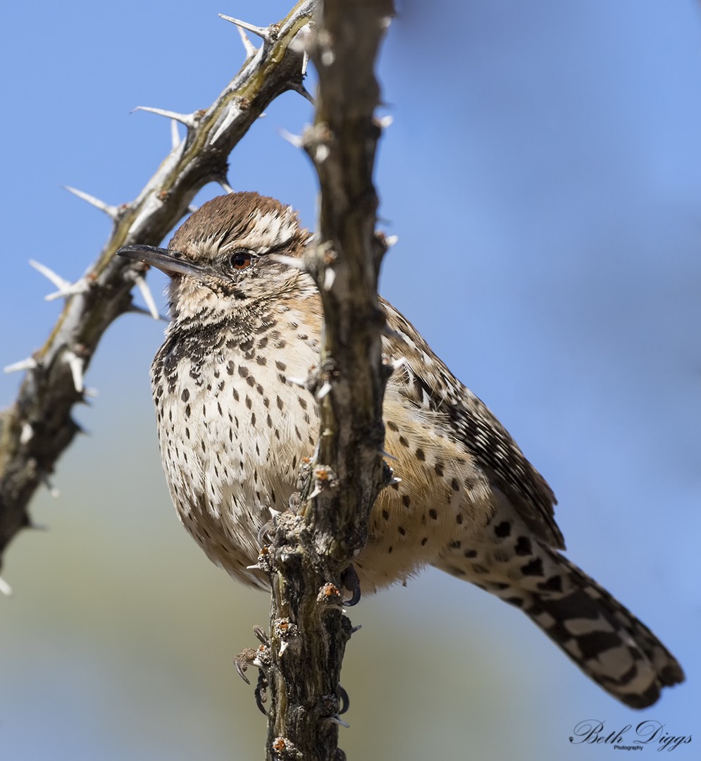 Cactus Wren - ML640057289