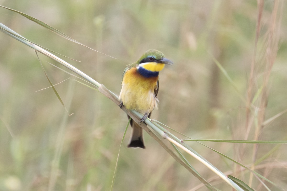 Blue-breasted Bee-eater - ML640057310
