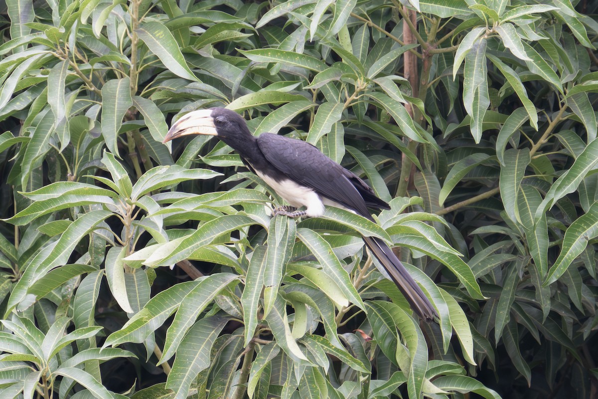 Congo Pied Hornbill - ML640057315