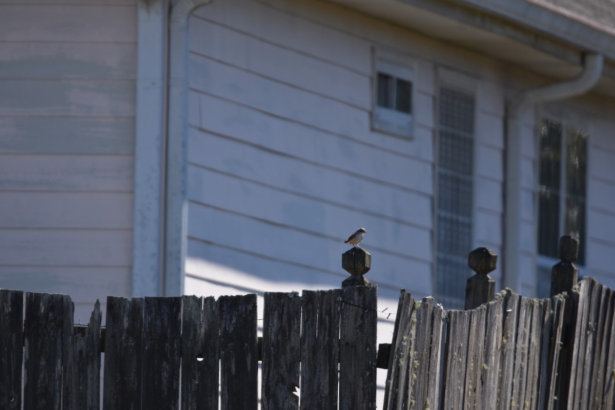 Vermilion Flycatcher - ML640057322