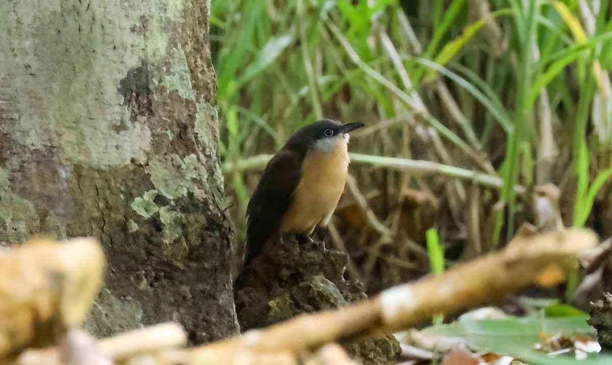 Dark-billed Cuckoo - ML640057363