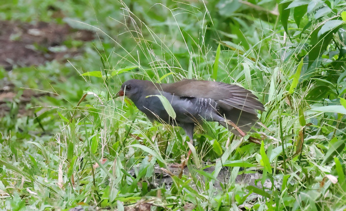Paint-billed Crake - ML640057370