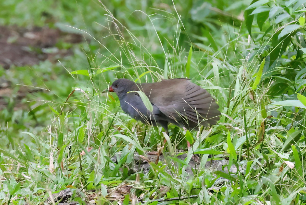 Paint-billed Crake - ML640057371