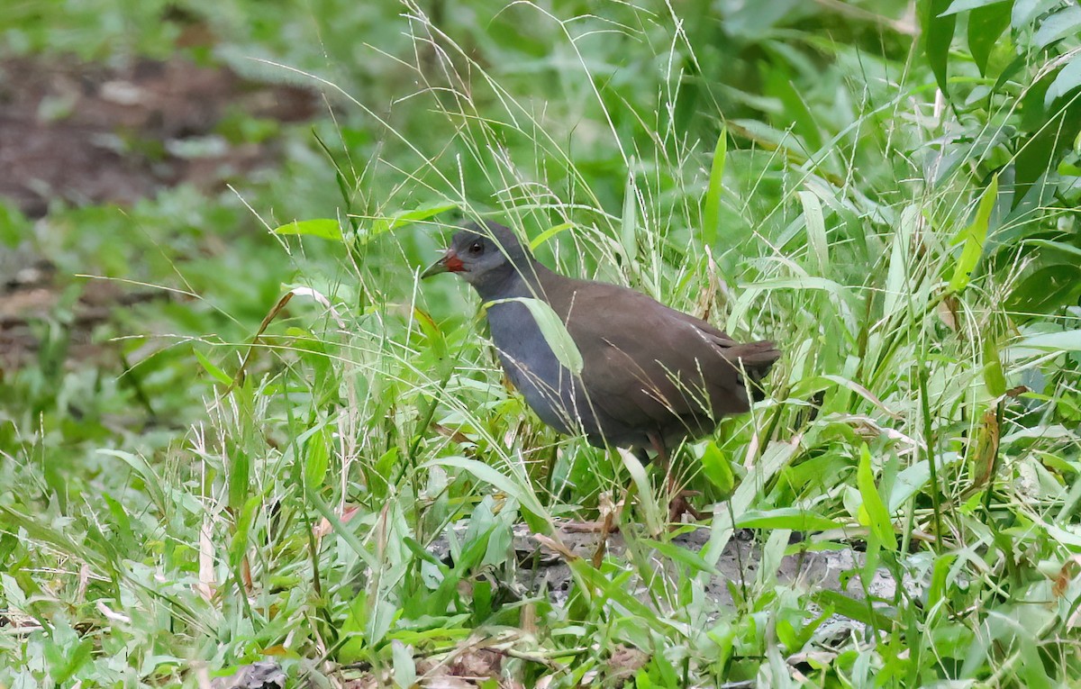 Paint-billed Crake - ML640057372