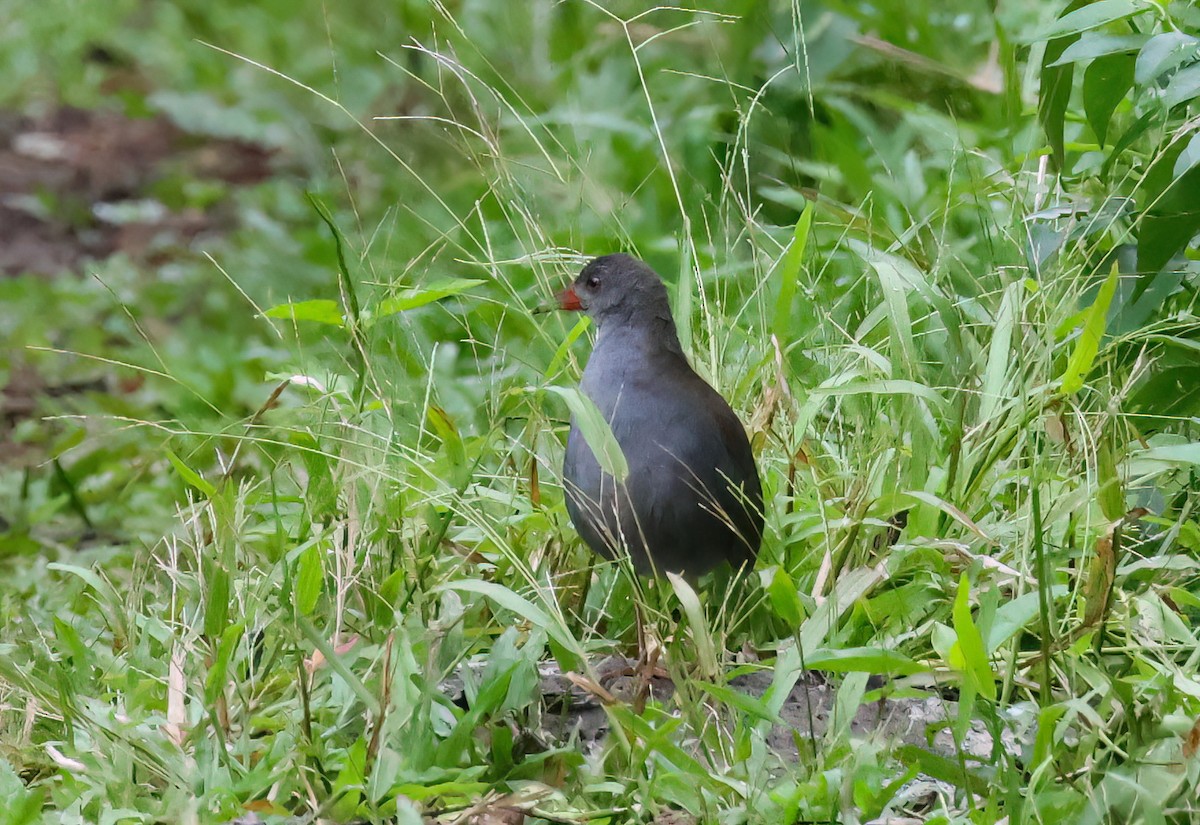 Paint-billed Crake - ML640057373