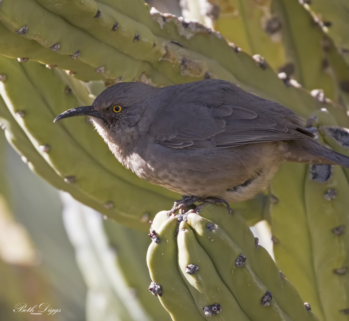 Curve-billed Thrasher - ML640057386