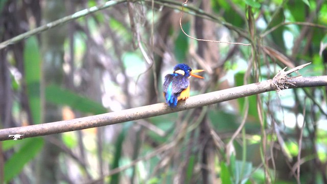 Moluccan Dwarf-Kingfisher (North Moluccan) - ML640057399