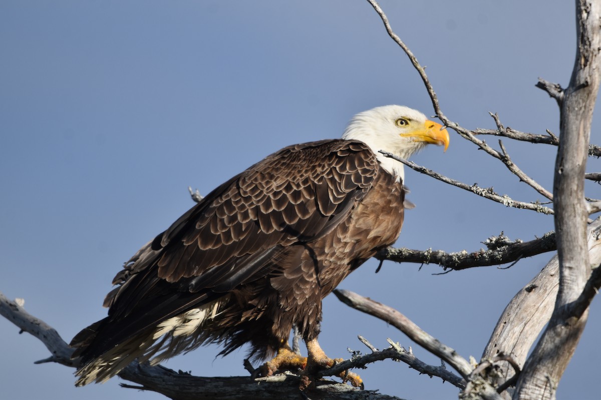 Bald Eagle - ML640057400