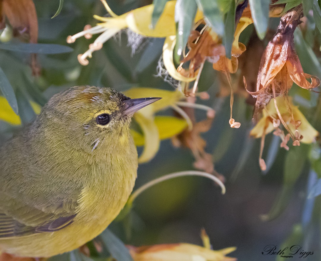 Orange-crowned Warbler - ML640057429