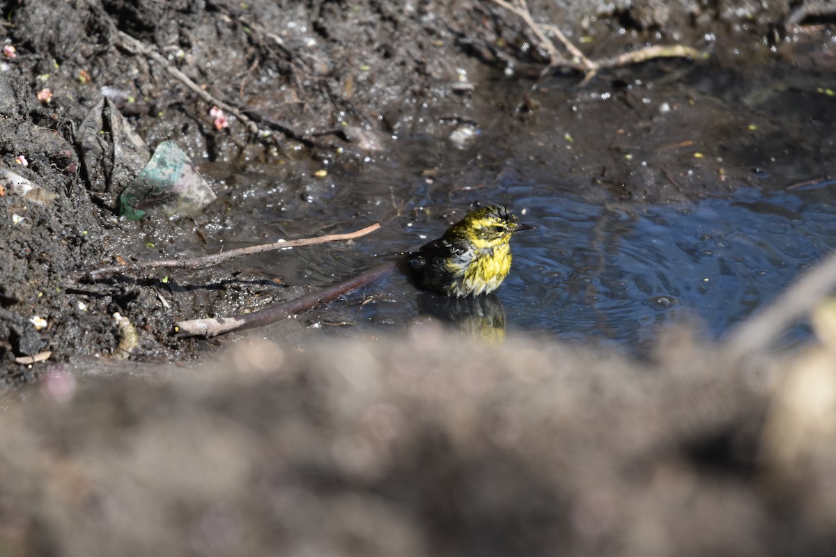 Townsend's Warbler - ML640057432