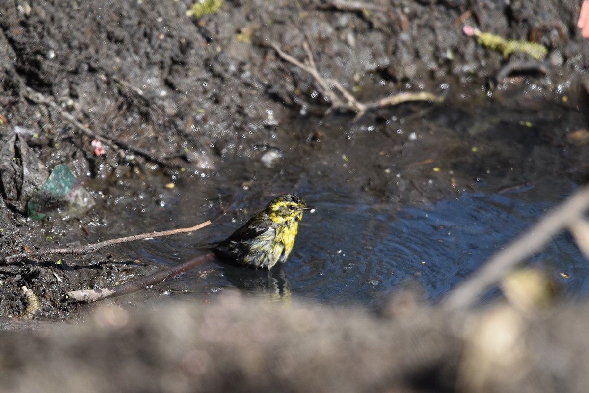 Townsend's Warbler - ML640057442