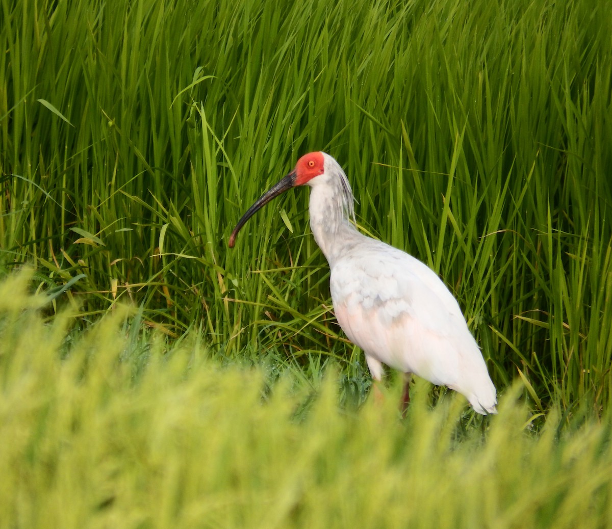 Crested Ibis - ML640057449