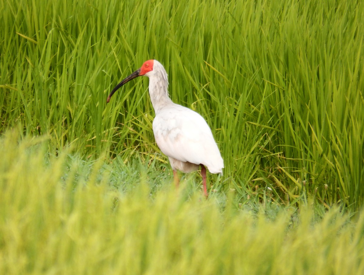 Crested Ibis - ML640057450
