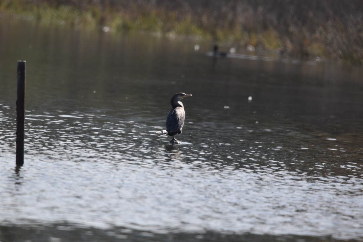 Neotropic Cormorant - ML640057452