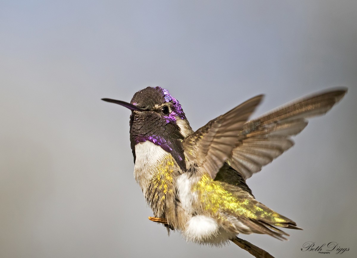 Costa's Hummingbird - ML640057476