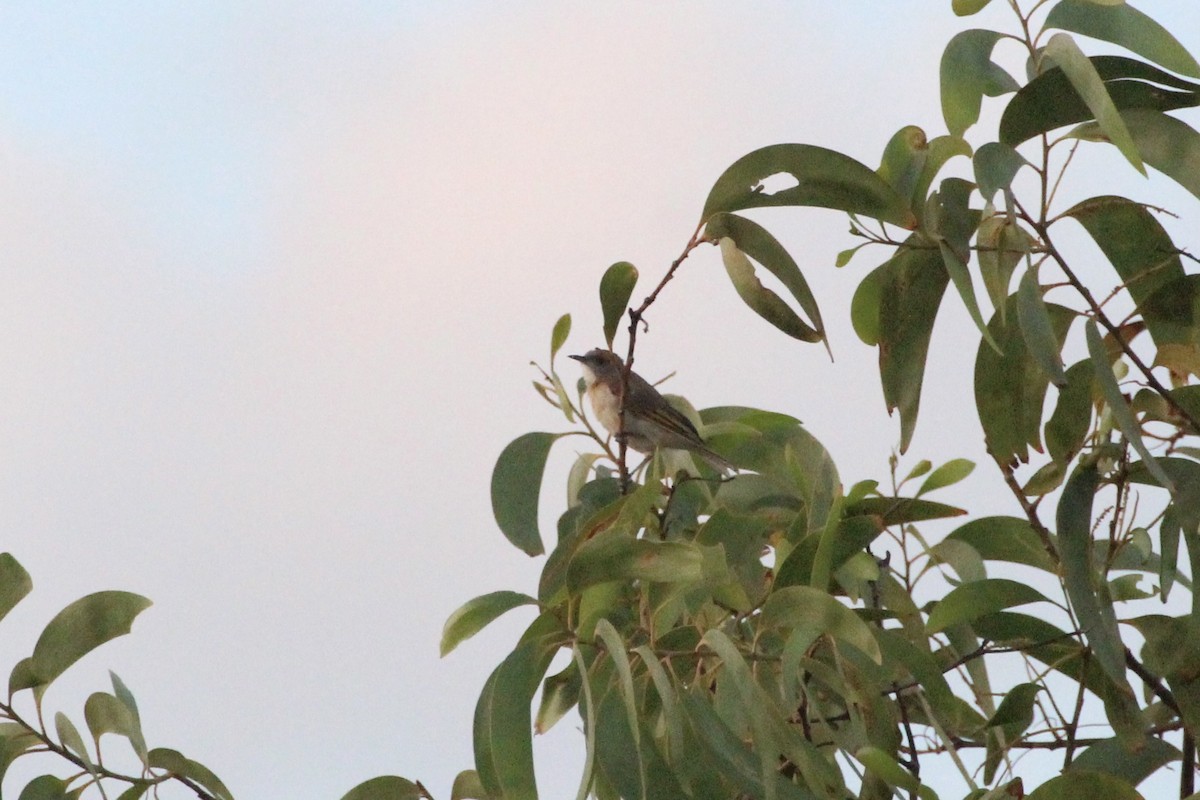 Mielero Pechirrufo - ML640057513