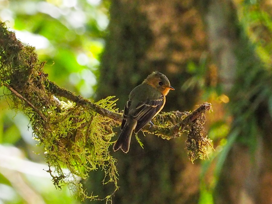 Tufted Flycatcher - ML640057640