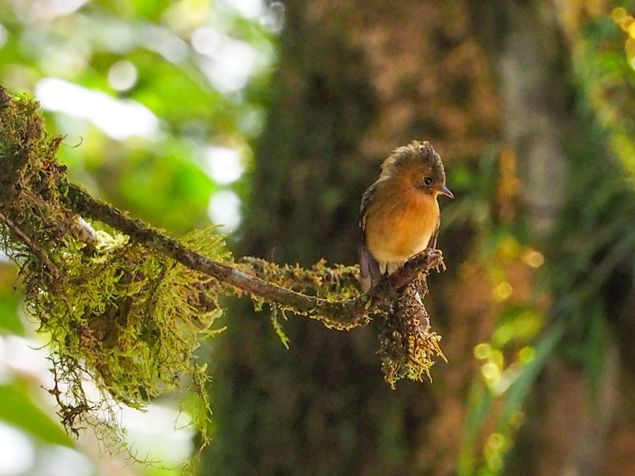 Tufted Flycatcher - ML640057641