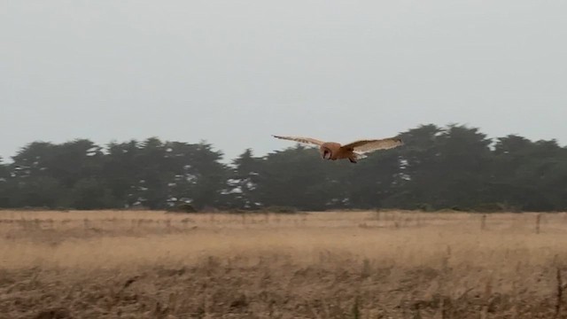 American Barn Owl - ML640057670