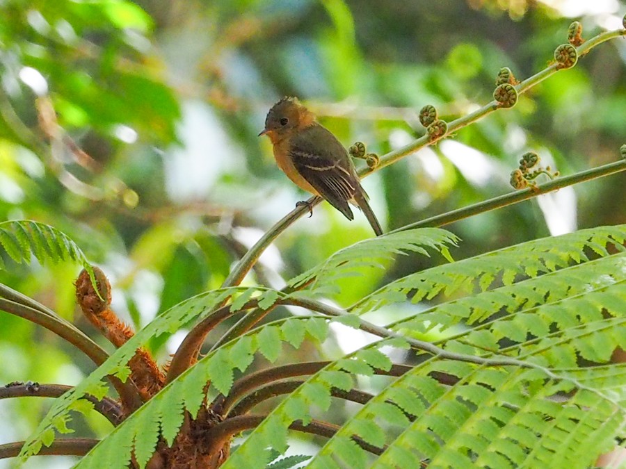 Tufted Flycatcher - ML640057686
