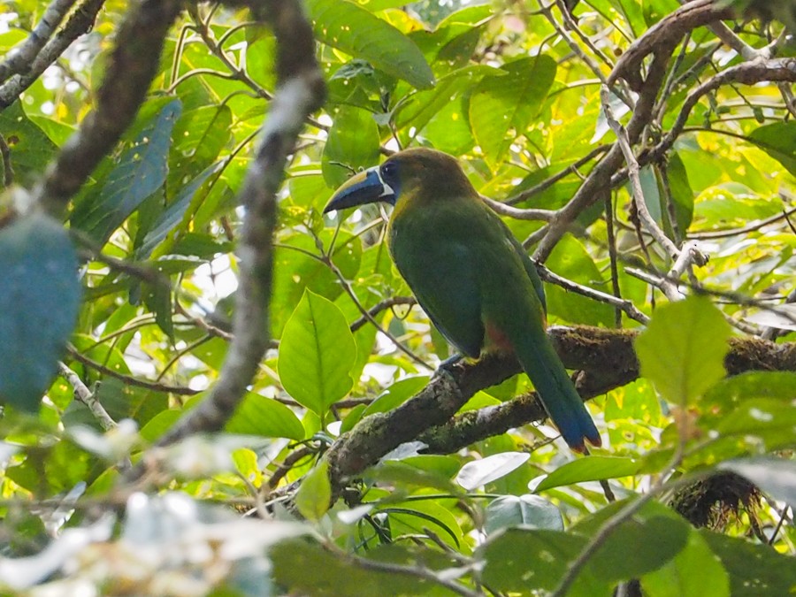 Northern Emerald-Toucanet - ML640057754