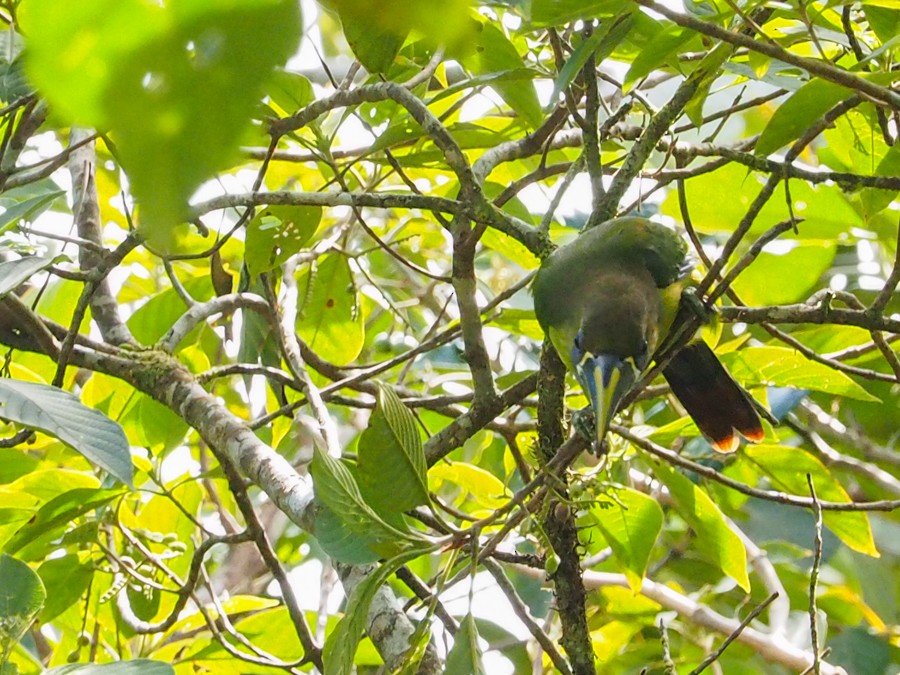 Northern Emerald-Toucanet - ML640057774