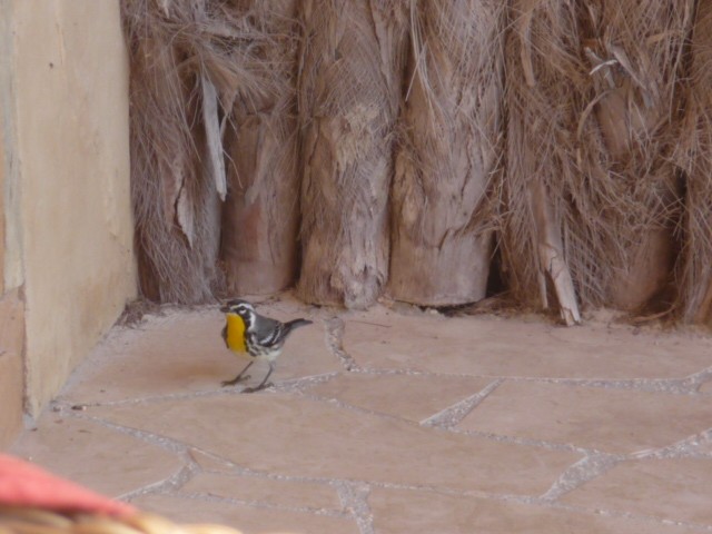 Yellow-throated Warbler - ML640057826