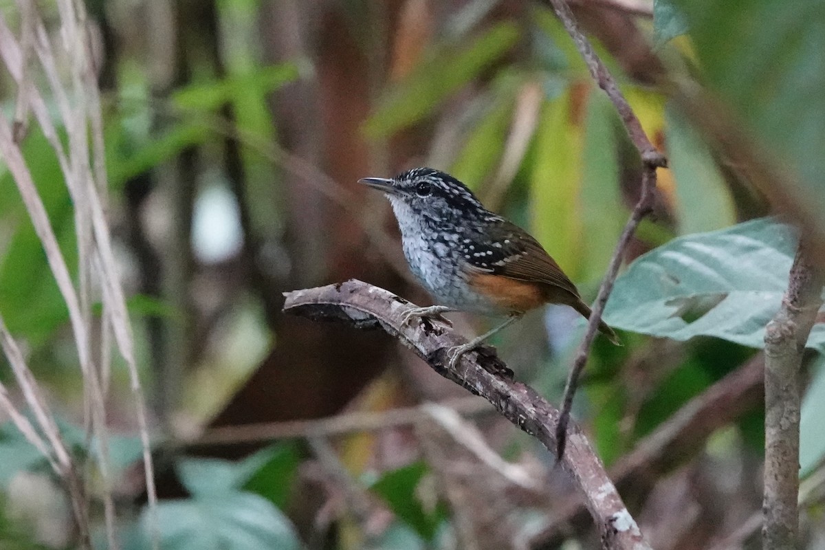 Manicore Warbling-Antbird - ML640057832